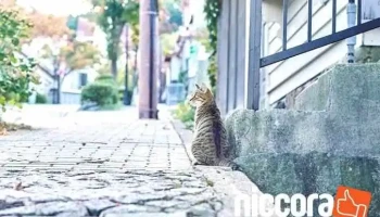 Small Town Hostel Hakodate - 函館市