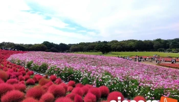 みはらしの丘 - ひたちなか市