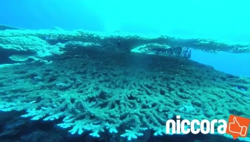 与那国ダイビングサービス - 沖縄県