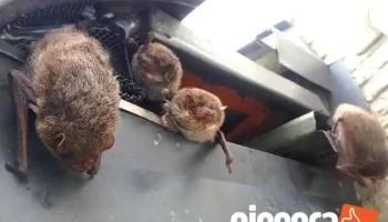 富山県 鳥獣・害虫対策 ル・ア・インセクト - 射水市
