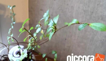 有限会社 クリエイティブクルー - 名古屋市