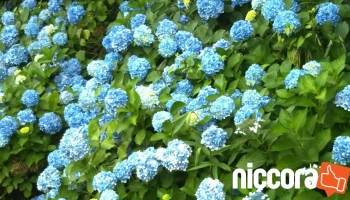 虎塚古墳 - ひたちなか市