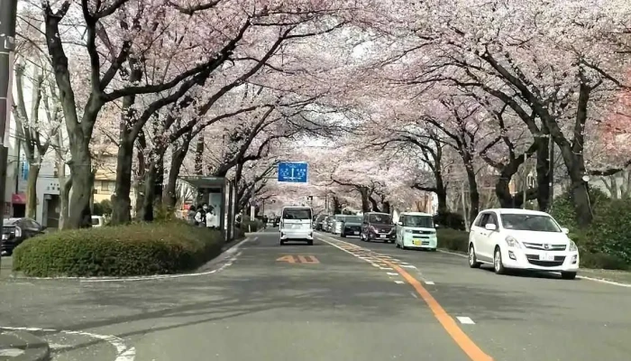 Xiang Mo Yuan Shi Yi Suo Dong Hua - 相模原市