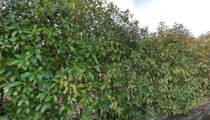 Digital Lifedezitaruraihu Sutori Tobiyu To 360deg Biyu - 菰野町