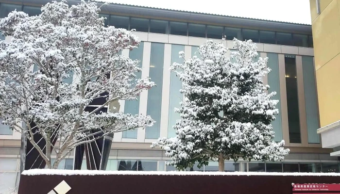 Tekunoa Kushimane Instagram - 松江市