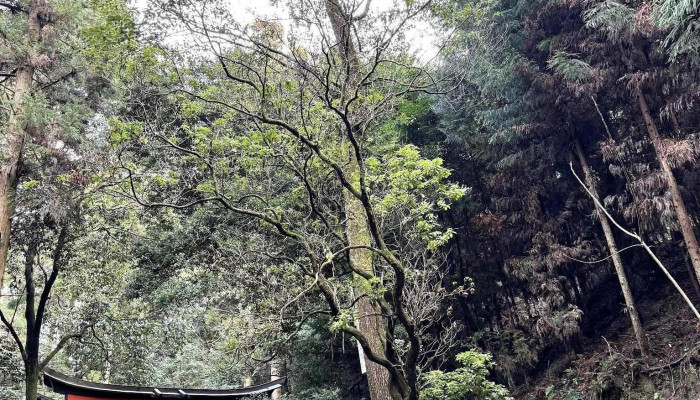 Your Japan Private Tours -  Subete - 京都市