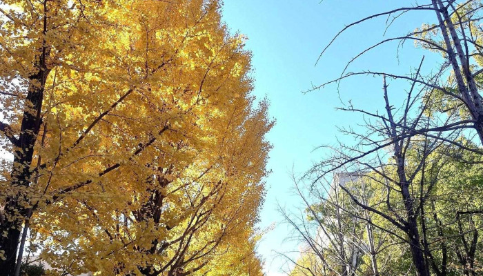 高崎経済大学 - 高崎市